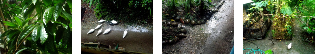 Images of rain in tropical backyard