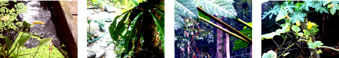 Images of rain in tropical backyard