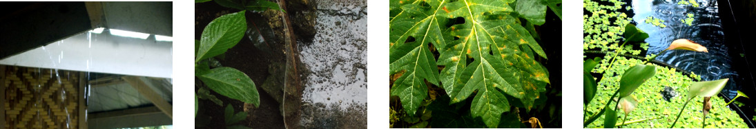 Images of rain in tropical backyard