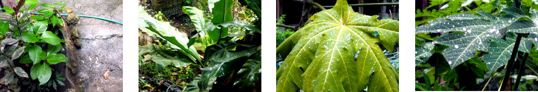 Images of early morning rain in
        tropical backyard