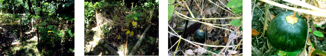 Images of squash growing in tropical
        backyard