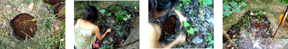 Images of seedlings transplanted in tropical
                  backyard