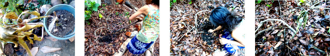 Images of apple mango seedling
        transplanted i tropical backyard