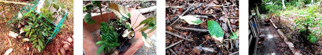Images of various tree seedlings
        transplanted in tropical backyard