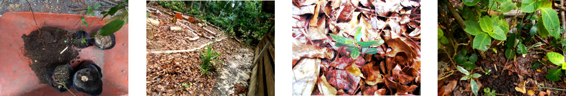 Images of tree seedlings transplanted in tropical
        backyard