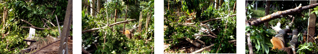 Images of newly felled mahogany tree in tropical
        backyard