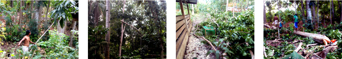 Images of tropical backyard mahogany tree being trimmed
        and felled