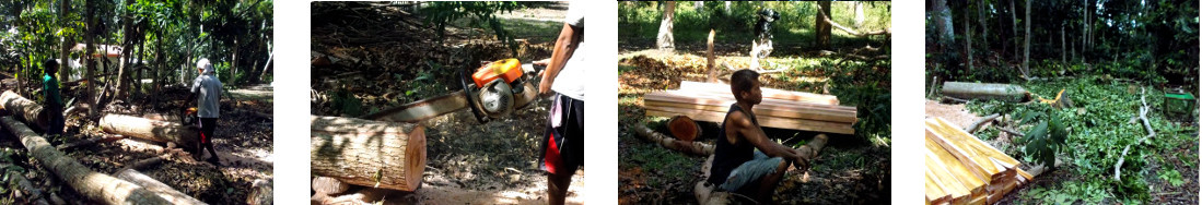 Images of felled tree being cut up in
        tropical backyard