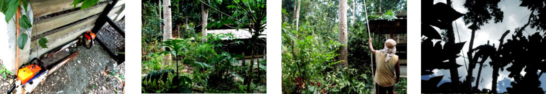 Images of trimming a tropical backyard tree before
        felling