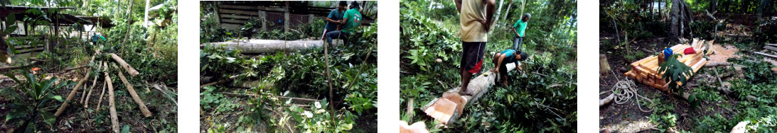 Images of felled tree in tropical backyard