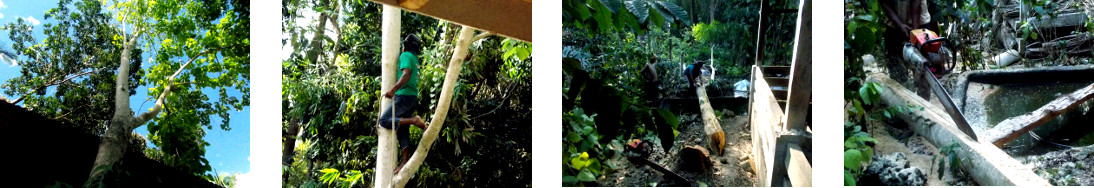 Images of tree felling in tropical backyard