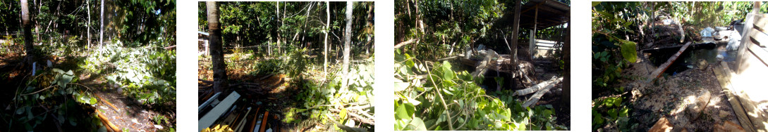 Images of debris in tropical backyard
        after tree felling the day before