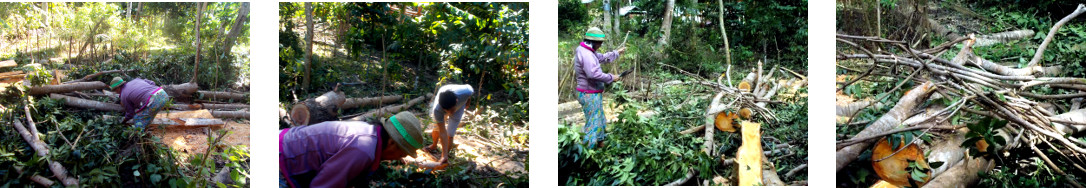 Images of woman collecting wood in
        tropical backyard