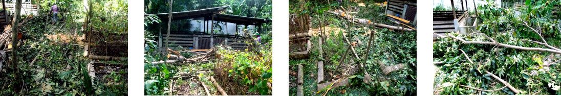 Images of debris being cleared in tropical backyard
        after tree felling