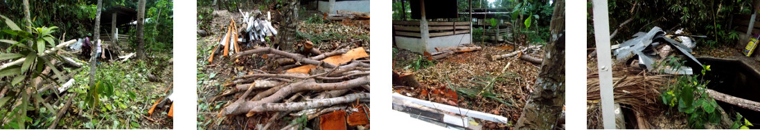 Images of tropical backyard emerging from debris
            after tree felling