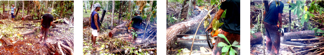 Images of men cutting up logs in
        tropical backyard