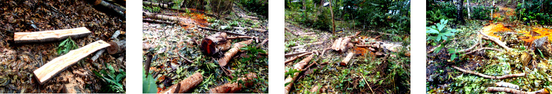 Images of debris from wiid cutting in tropical backyard