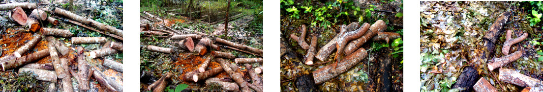 Images of logs in tropical backyard after tree felling