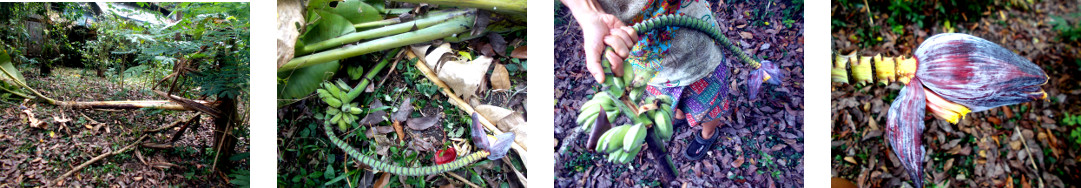 Images of fallen banana tree in
        tropical backyard