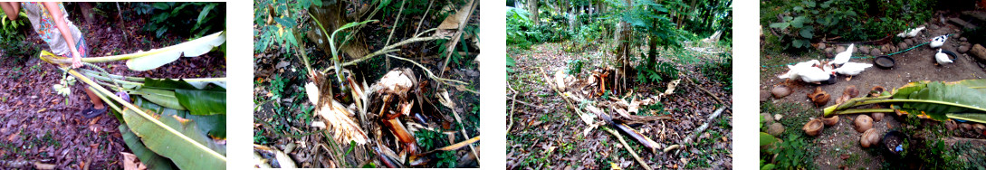 Images of fallen tropical backyard banana tree after
        being cleared up