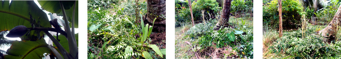Images of tropical backyard banana
        patchtrimmed and co0mposted