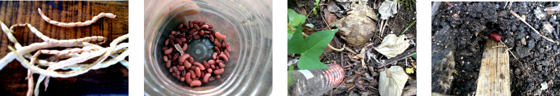 Images of dried home grown eans being
        replanted in tropical backyard
