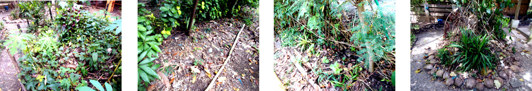 (mages of various locations in tropical backyard
        recently planted with beans