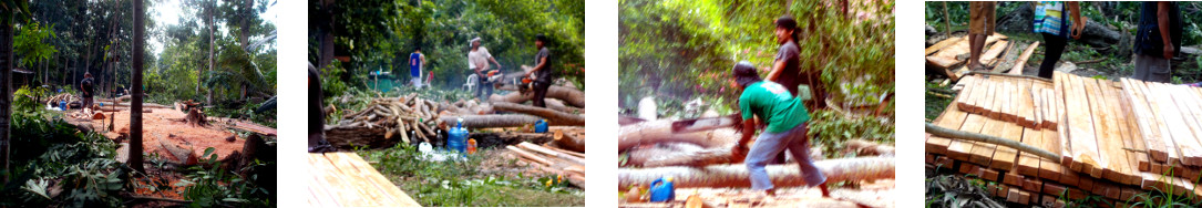 Images of trees being cut up to build a tropical house