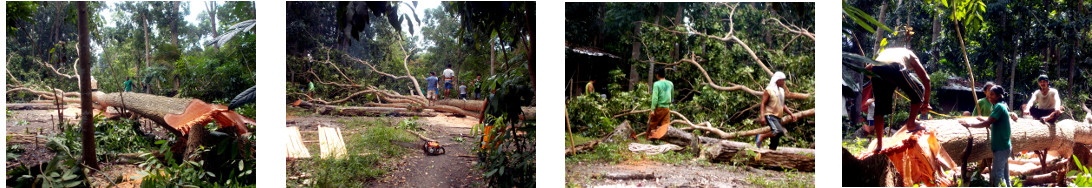 Images of trees being cut to build tropical house