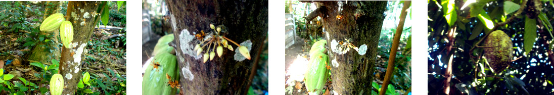 Images of cacao tree in tropical
        backyard