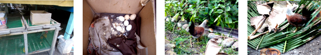 Omages of newly hatched tropical
        backyard chicks