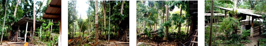 Images of unwanted coconut trees in
        tropical backyard