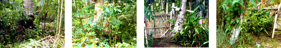 Images of unwanted coconut trees in tropical backyard
