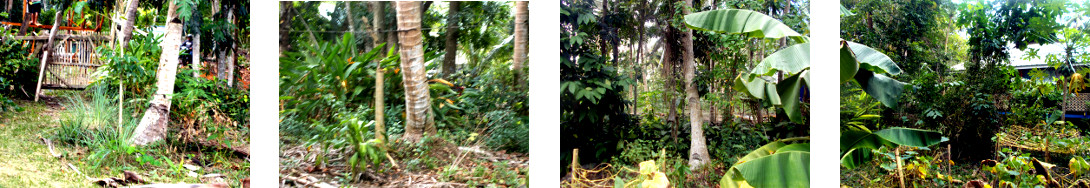 Images of unwanted coconut trees in tropical backyard