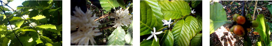 Images of coffee bushes flowering and fruiting in tropical
        backyard