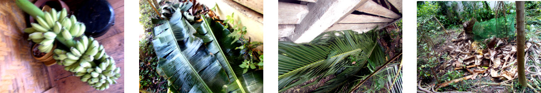 Images of useful debris salvaged from
        tropical backyard after damage from felled trees