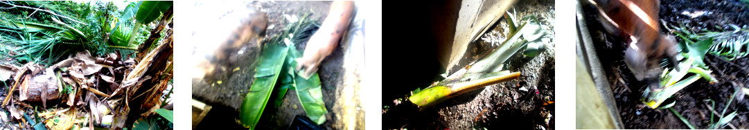 Images of debris from tree felling
        being fed to tropical backyard pigs