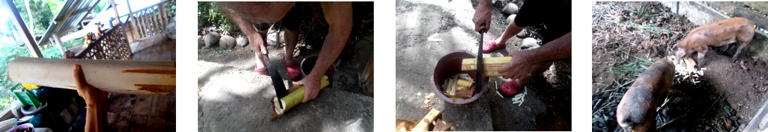 Images of debris from tree felling being fed to tropical
        backyard pigs