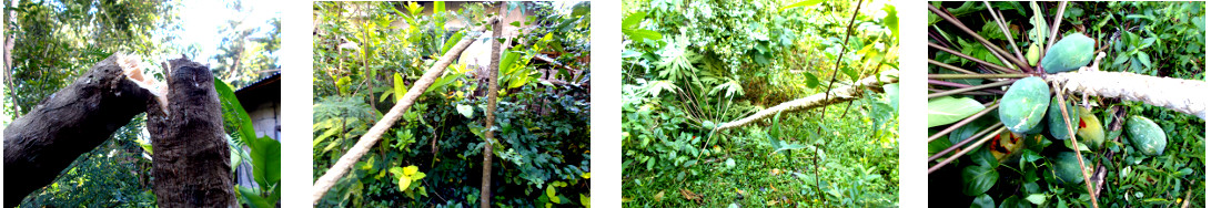 Images of early morning debris
            in tropical backyard