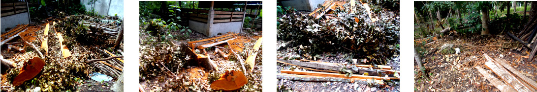 Images of debris in tropical backyard
        after felling four mahogany trees