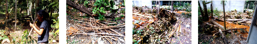 Images of debris being cleared from tropical backyard
        after felling four mahogany trees