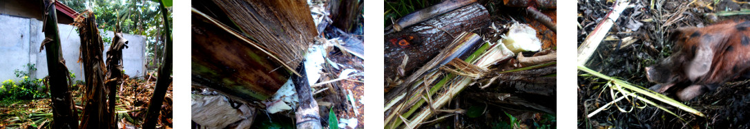 Images of clearing up debris in tropical backyard after
        tree felling