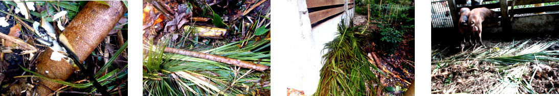 Images of clearing up the debris in tropical backyard
        after tree felling