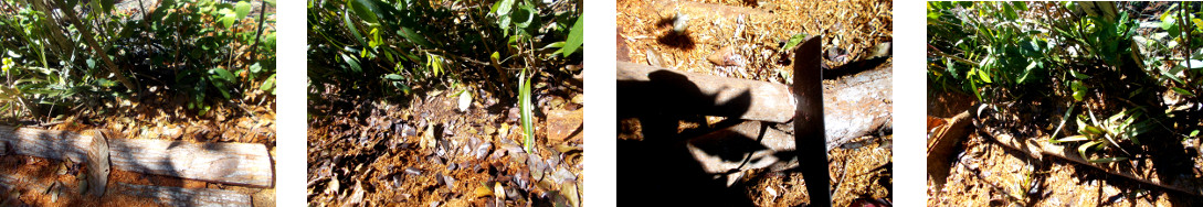 Images of hedge area tidied up in
        tropical backyard after tree felling