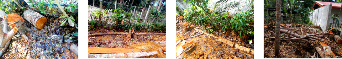 Images of debris cleared up in tropical backyard after
        tree felling