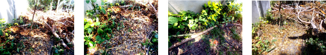 Images of debris being cleared in
        tropical backyard after tree felling
