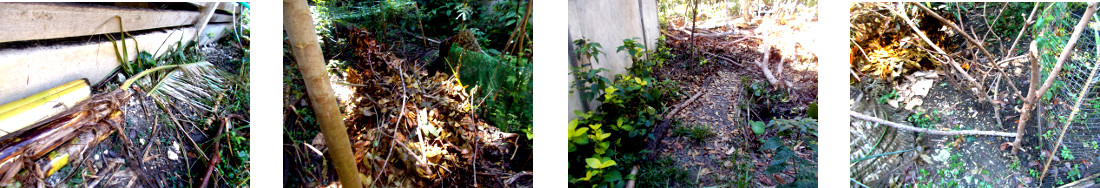 Images of debris tidied up in tropical backyard after
        tree felling