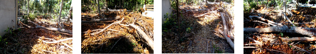 Images of debris being cleared after tree felling in
        tropical backyard
