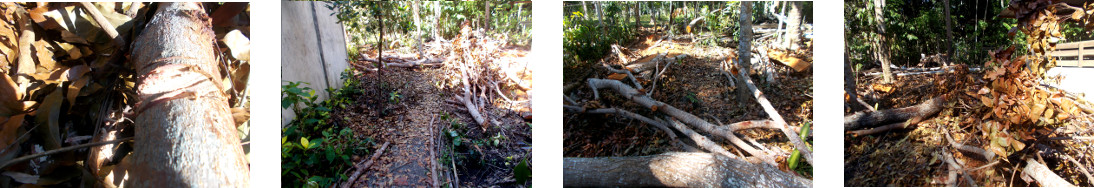 Images of debris in tropical backyard after tree
        felling