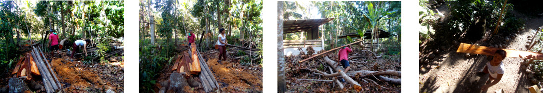 Images of people removing debris from
        felled trees from tropical backyard